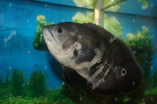 Black Oscar Fish