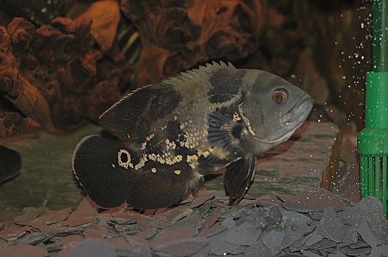 Black and White Oscar Fish