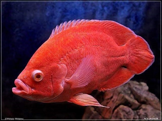 Fire Red Oscar Fish