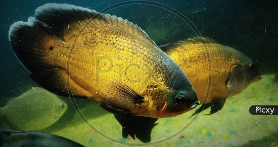 Golden Oscar Fish