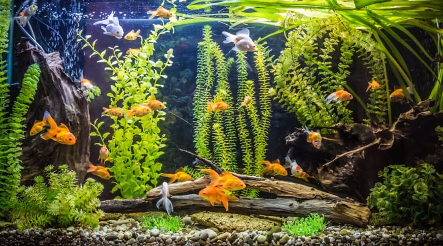 best plants for goldfish