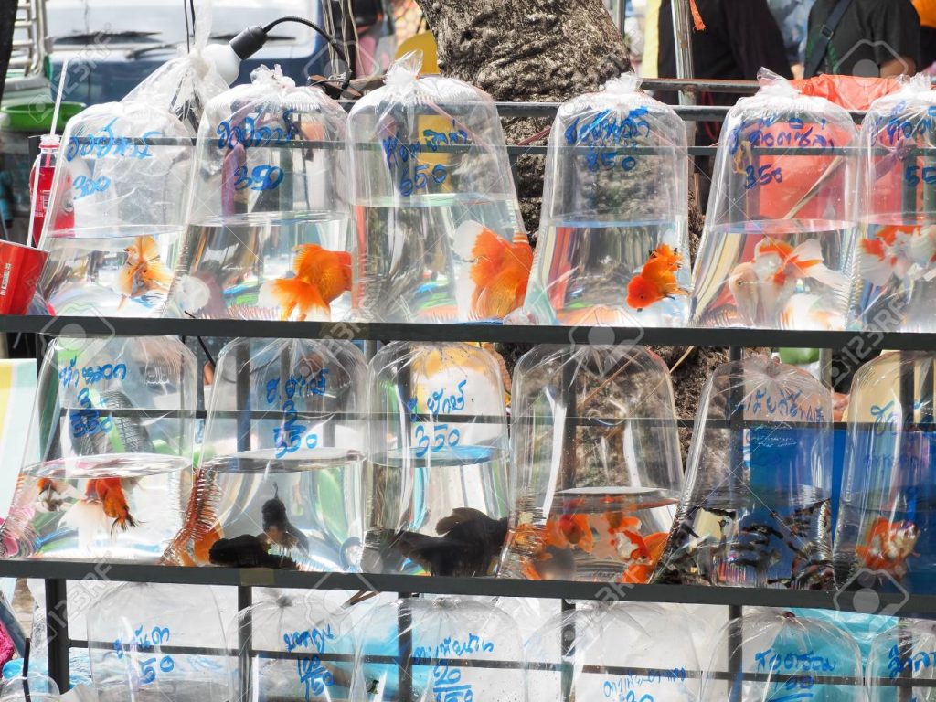 106344568 sale of pet fish in fishmarket at chatuchak weekend market this fishmarket is the largest in thailan