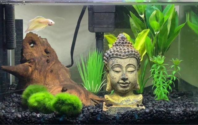 Betta Fish in Freshwater Fish Tank Setup With Tree Moss Balls