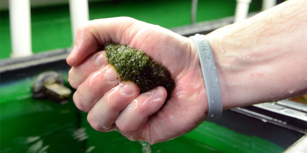 Cleaning Marimo Moss Ball