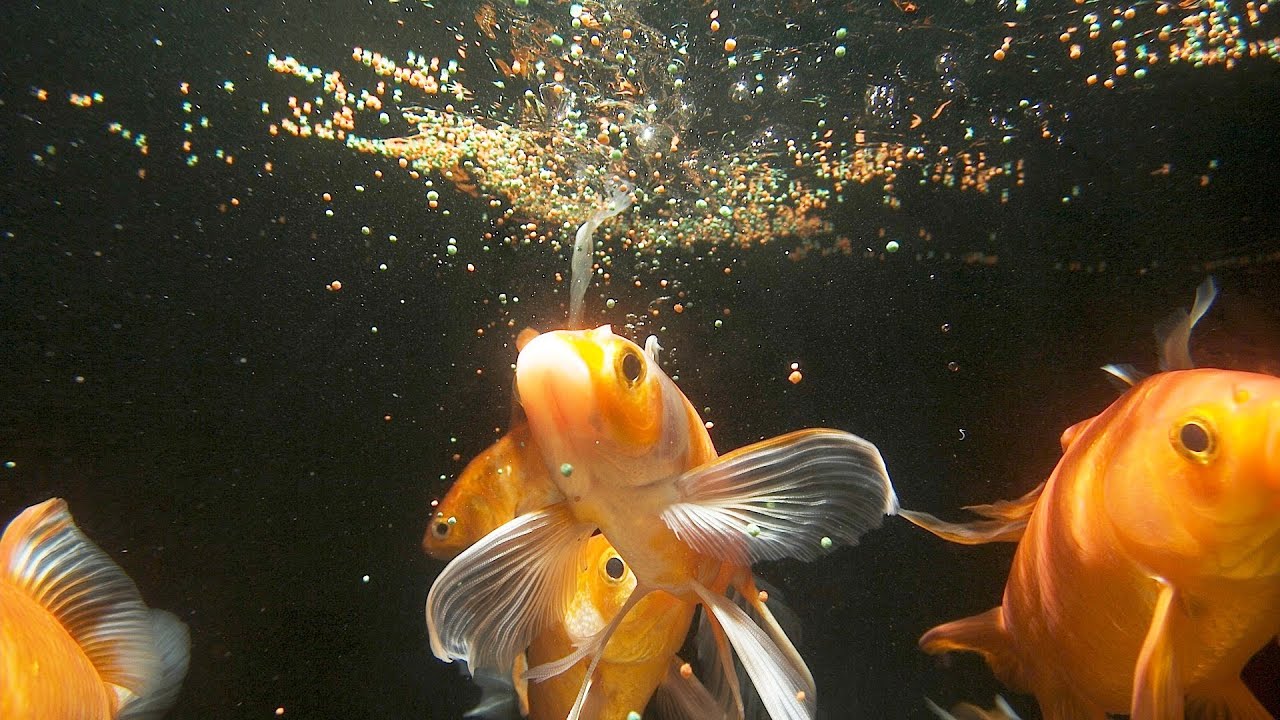 feed goldfish
