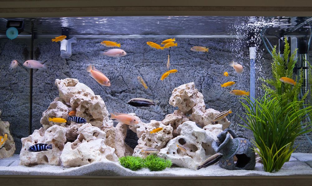 how to take care of a fish min opt