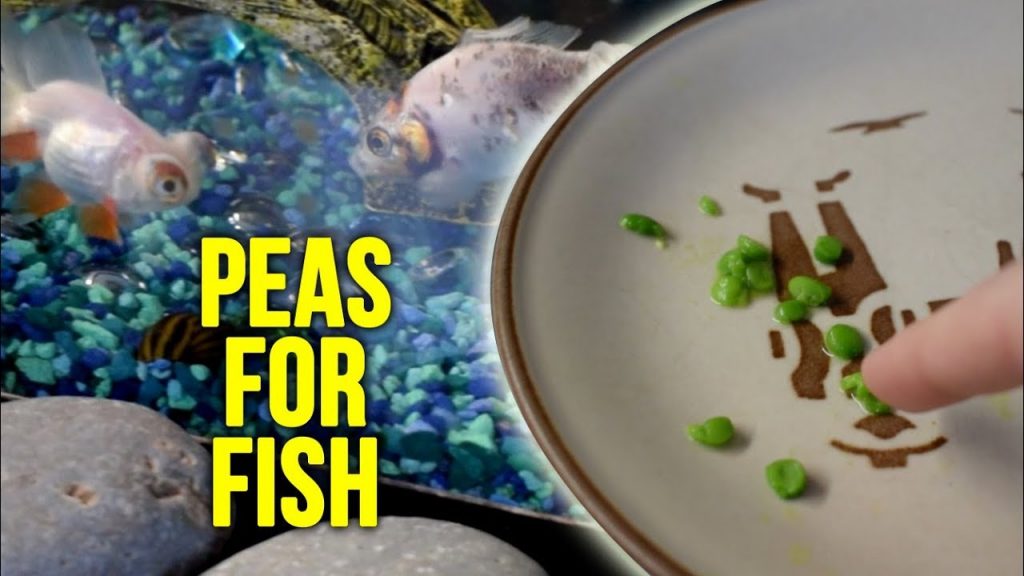 peas for fish