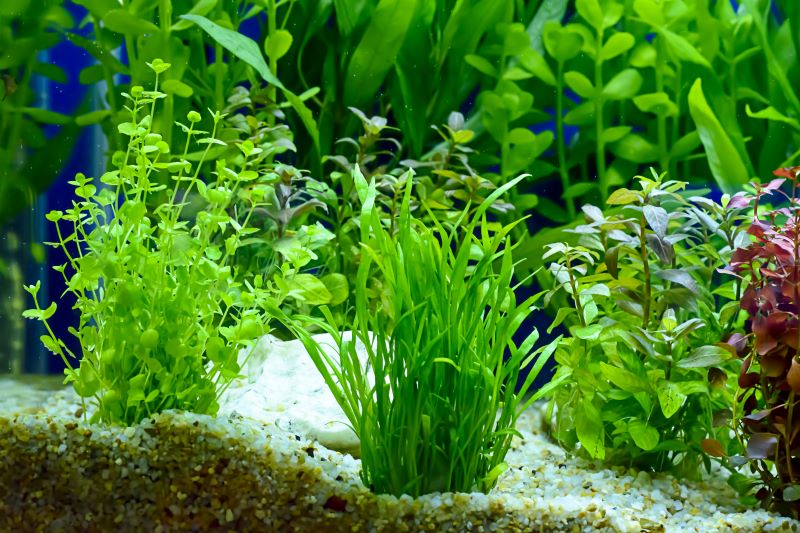 live plants in betta fish.