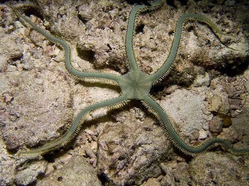 Green Brittle Starfish