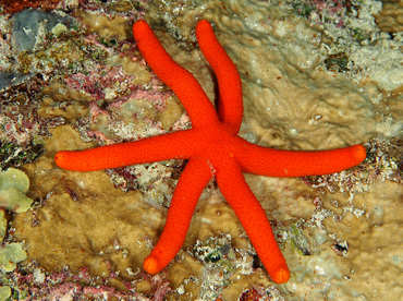 Luzon Starfish