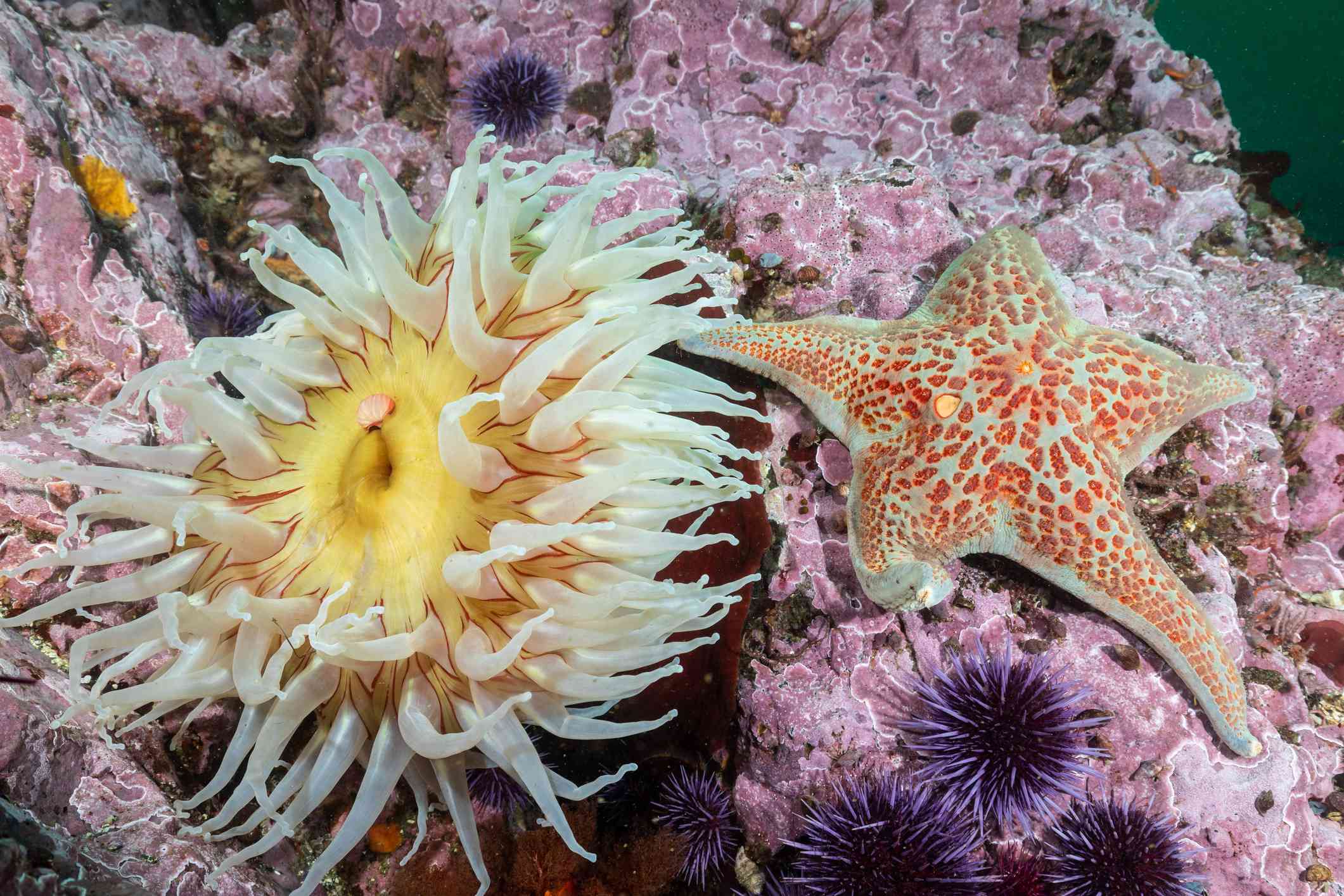 Types of Saltwater Starfish for Aquariums F