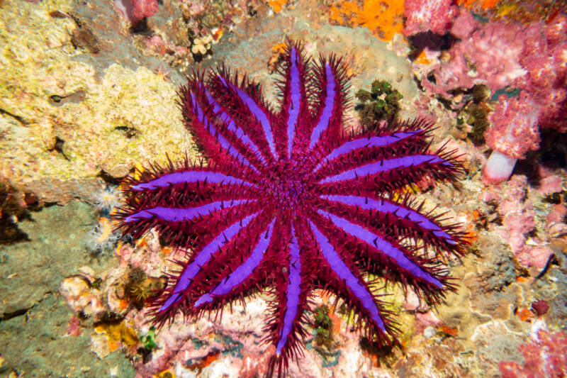 12 Types of Saltwater Starfish for Aquariums