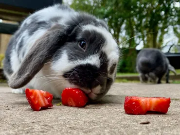 Benefits of cranberries for rabbits