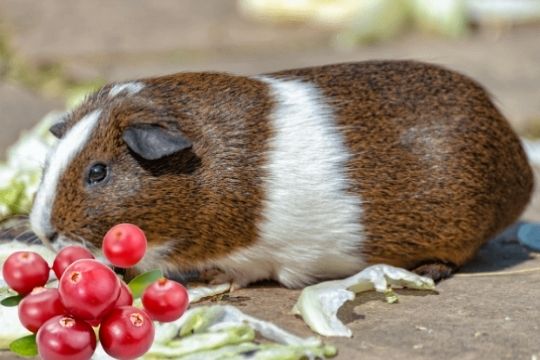 Can Guinea Pigs Eat Cranberries 4