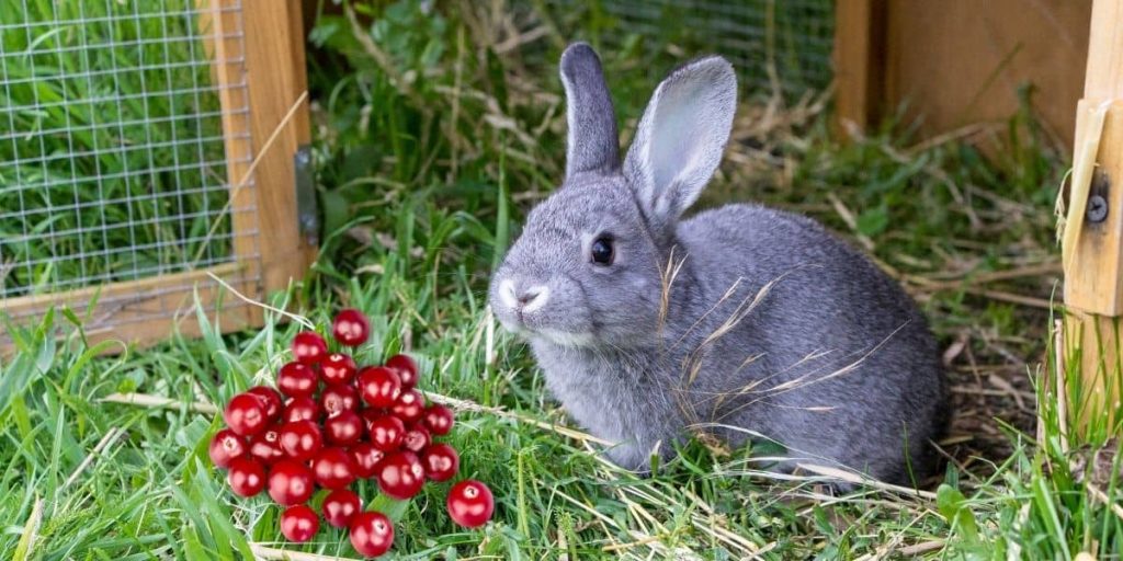 Can Rabbits Eat Dried Cranberries F