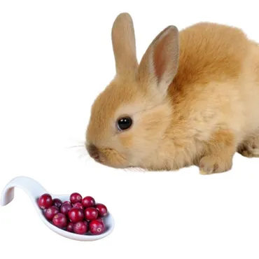 Can Rabbits Eat Dried Cranberries