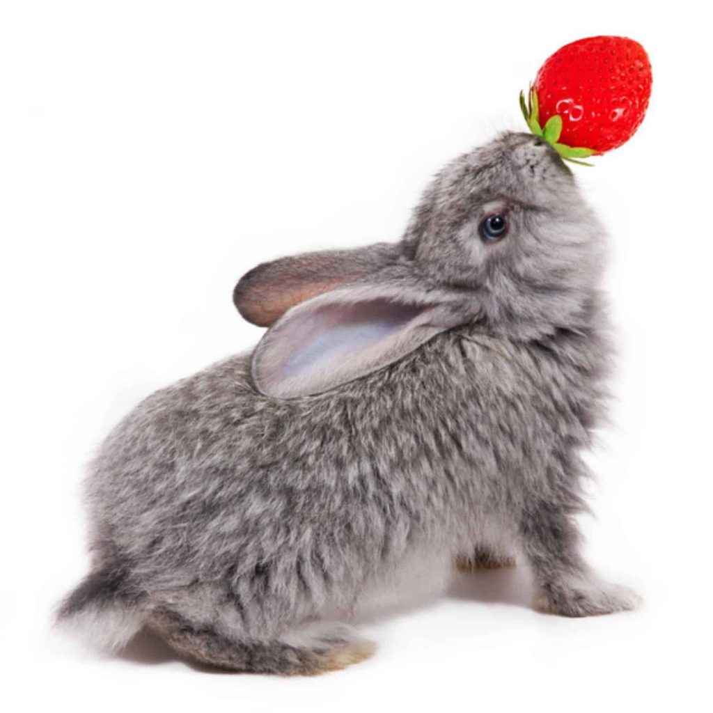 Can rabbits eat strawberries Gray Rabbit With Strawberry