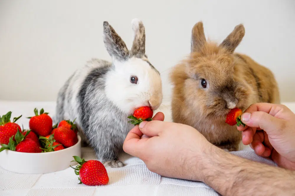 man feeding strawberries rabbits.jpg 1