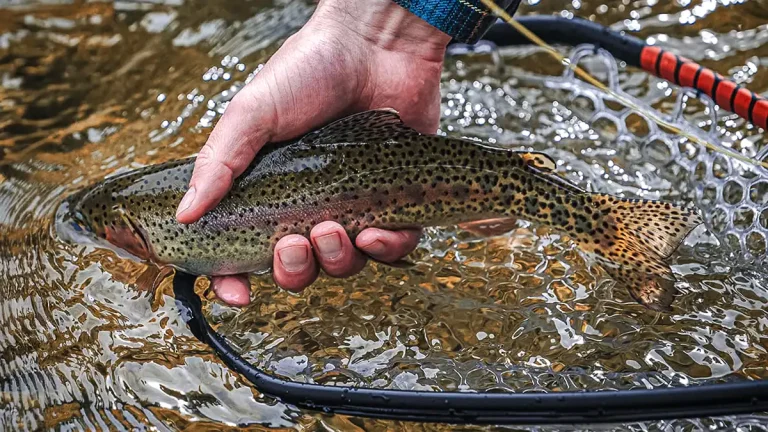 8 Best Fishing Nets for Catch And Release in 2026