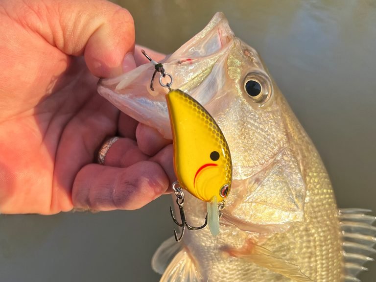 8 Fishing Lures for Beginners in 2026