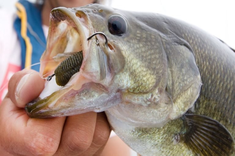 8 Best Fishing Hooks for Bass Fishing in 2026